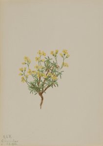  av Mary Vaux Walcott