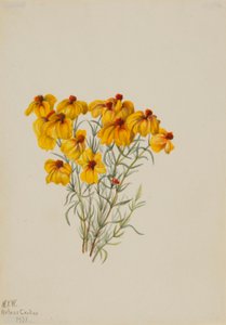  av Mary Vaux Walcott