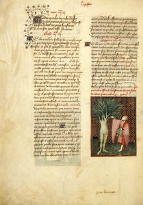 Harley 4431 , f.134v Apollo og Daphne, fra 