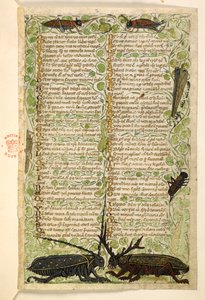 Legge til. 28841, f.2: Hornbiller, sirisser og locus.  Avhandling om dyder og laster, og en anonym prosahistorie på Sicilia (fragment)  Cocharelli