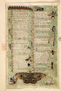 Legge til. 28841, f.4: Veps, møll, øyenstikkere og en larve, fra en avhandling om dyder og laster, og en anonym prosahistorie på Sicilia (fragment), ca. 1330-40 (vellum)