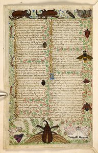 Legge til. 28841, f.4v: Møller og hornbiller, fra en avhandling om dyder og laster, og en anonym prosahistorie på Sicilia (fragment), ca. 1330-40 (vellum)