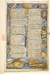 Legge til. 28841, f.5: Skjell og marine skapninger, fra en avhandling om dyder og laster, og en anonym prosahistorie på Sicilia (fragment), ca. 1330-40 (vellum)