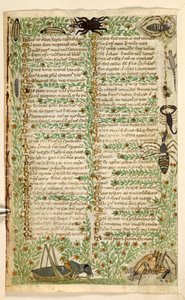 Legge til. 28841, f.7v: Blomster, frukt og insekter, inkludert en skorpion og en øgle.  Avhandling om dyder og laster, og en anonym prosahistorie på Sicilia (fragment)  Cocharelli