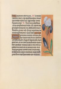 Hours of Queen Isabella the Catholic, Queen of Spain: Fol. 244r, ca. 1500. av Master of the First Prayerbook of Maximillian