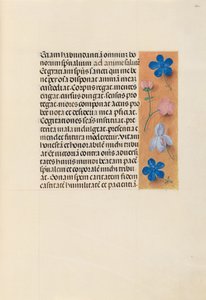 Hours of Queen Isabella the Catholic, Queen of Spain: Fol. 260r, ca. 1500. av Master of the First Prayerbook of Maximillian