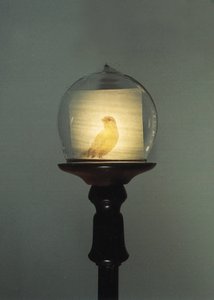  av Mat Collishaw