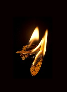  av Mat Collishaw