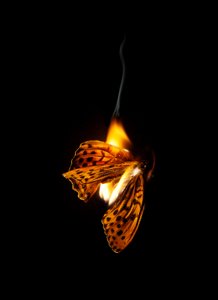  av Mat Collishaw