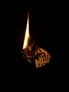  av Mat Collishaw