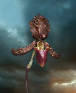  av Mat Collishaw