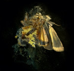  av Mat Collishaw