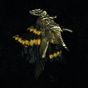  av Mat Collishaw