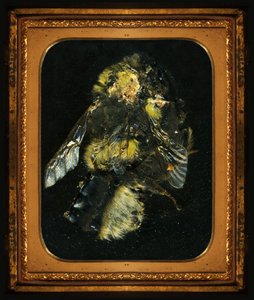 av Mat Collishaw