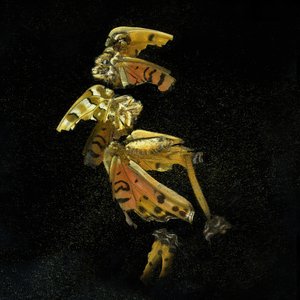  av Mat Collishaw