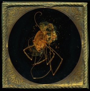  av Mat Collishaw
