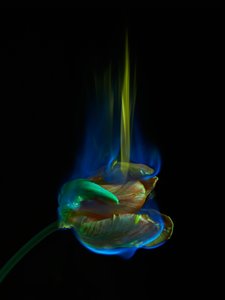 av Mat Collishaw