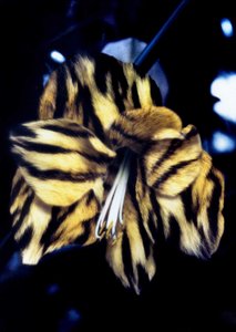  av Mat Collishaw