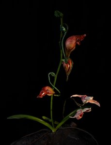  av Mat Collishaw