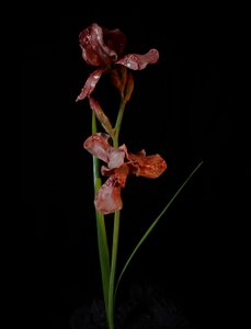  av Mat Collishaw
