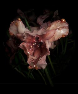  av Mat Collishaw