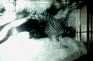  av Mat Collishaw