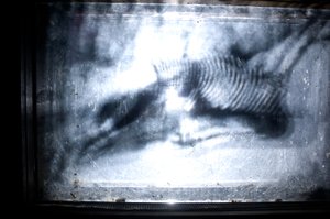  av Mat Collishaw