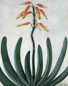 Aloe Striata (akvarell og gouache over blyant på vellum)