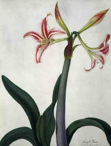 Amaryllis Vitata (akvarell og gouache over blyant på vellum)