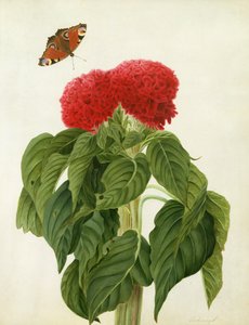 Celosia Argentea Cristata og sommerfugl (wc og gouache over blyant på vellum)