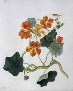 Tropaeolum (akvarell og gouache over blyant på vellum)