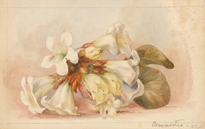  av Matilda Rose Herschel