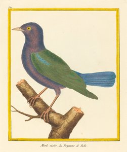 Blackbird, fra kongeriket Juda av Matinet