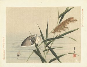 Dykkerand etter siv Blomster- og fugleskisser fra Keibun - del tre (serietittel) Keibun kacho gafu kohen (serietittel på objekt) av Matsumura Keibun