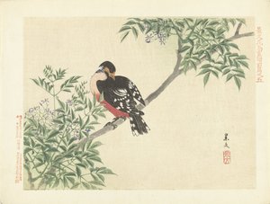 Svart-rød fugl Blomster- og fugleskisser fra Keibun – del én (serietittel) Keibun kacho gafu zen penn (serietittel på objekt) av Matsumura Keibun