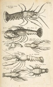 Tab II, Hummer, Illustrasjon fra fra "Firebeintes naturhistorie" av Mattaus the Younger Merian