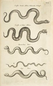 Tab II, Snakes, Illustrasjon fra fra "Natural history of quadrupeds" av Mattaus the Younger Merian