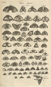 Tab. IV, Sommerfugler og møll, illustrasjon fra "Firebeintes naturhistorie" av Mattaus the Younger Merian