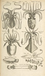 Tab I, blekksprut, illustrasjon fra "Firebeintes naturhistorie"