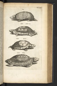 Tab 80, Skilpadder, Illustrasjon fra "Firebeintes naturhistorie" av Mattaus the Younger Merian