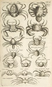 Tab VI, Krabber, Illustrasjon fra av Mattaus the Younger Merian