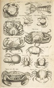 Tab V, Crabs, Illustrasjon fra "Natural History of Quadrupeds" av Mattaus the Younger Merian