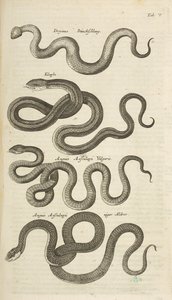 Tab V, Snakes, Illustrasjon fra fra "Natural history of quadrupeds" av Mattaus the Younger Merian