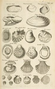Tab XIV, Diverse skjell, Illustrasjon fra 