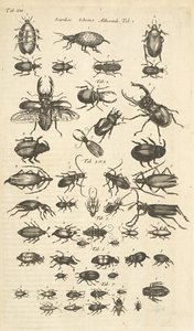 Tab XIII, biller, illustrasjon fra "Firebeintes naturhistorie" av Mattaus the Younger Merian