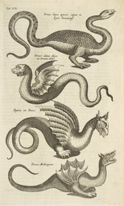 Tab XII, Mytiske skapninger, Drager, Illustrasjon fra "Firebeintenes naturhistorie"