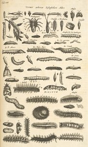 Tab XIX, Caterpillars, Illustrasjon fra "Natural history of quadrupeds"