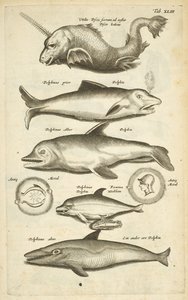 Tab 43, Delfiner, Illustrasjon fra "Firebeintes naturhistorie" av Mattaus the Younger Merian