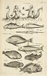 Tab 40, Anthropomorphos; Havfrue; Merman; Tropical Fish, illustrasjon fra "Natural history of quadrupeds"