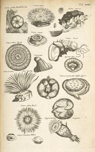Tab XVIII, Marine liv, Illustrasjon fra fra "Natural history of quadrupeds", Vol 2 av Mattaus the Younger Merian